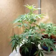 Bruce Banner - Photo -  by Linda Seeds