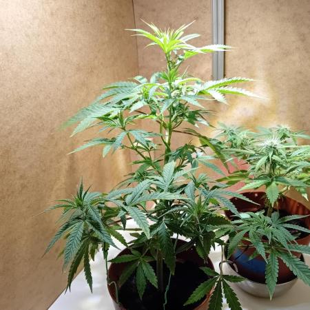 Bruce Banner - Photo -  by Linda Seeds