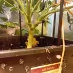 GG4 Auto "OriginalSensible"