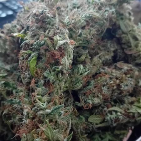 Zamnesia Sticky Brocolli - Eternity GC