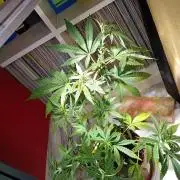 Bruce Banner - Photo -  by Linda Seeds