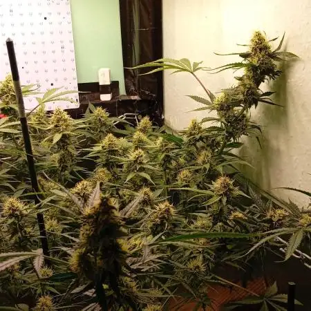 GG4 Auto "OriginalSensible"