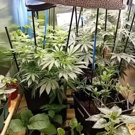 GG4 Auto "OriginalSensible"