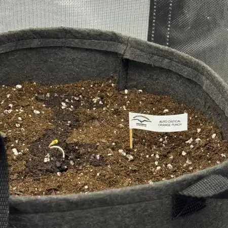 Critical Orange Punch