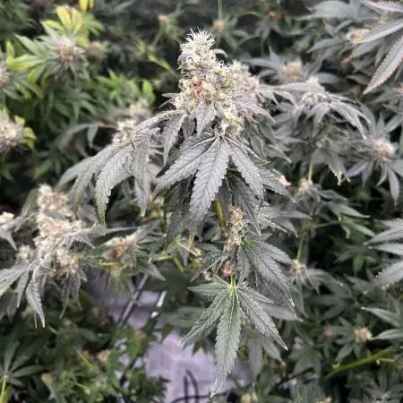 Cherry clones