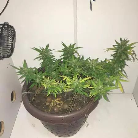 1st grow