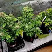 An Autumn with FastBuds