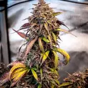 An Autumn with FastBuds