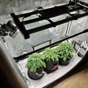 An Autumn with FastBuds