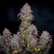 An Autumn with FastBuds