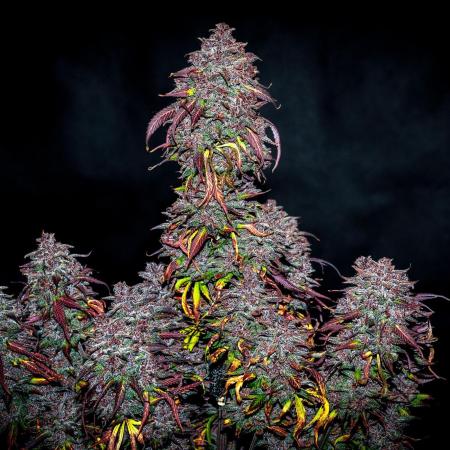 An Autumn with FastBuds