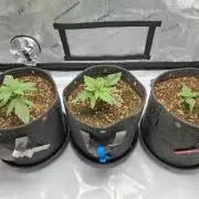 An Autumn with FastBuds