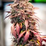 An Autumn with FastBuds