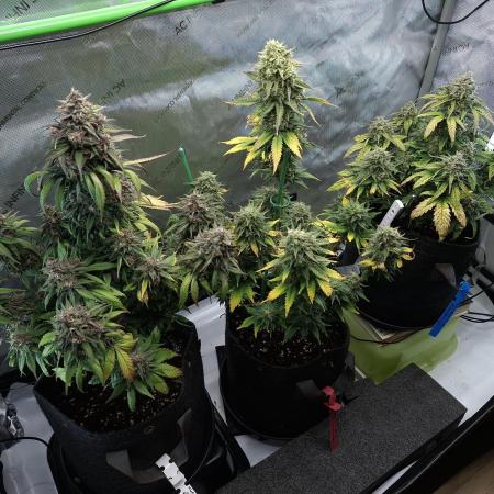 An Autumn with FastBuds