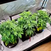 An Autumn with FastBuds