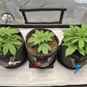 An Autumn with FastBuds