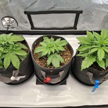 An Autumn with FastBuds