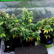 An Autumn with FastBuds