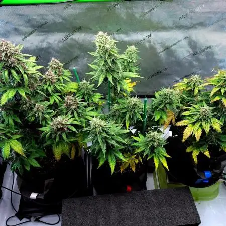 An Autumn with FastBuds