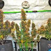 An Autumn with FastBuds