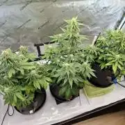 An Autumn with FastBuds