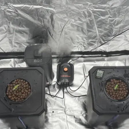 Rod grows