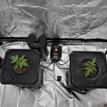 Rod grows