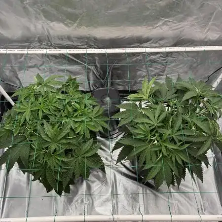Rod grows