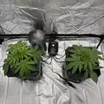 Rod grows
