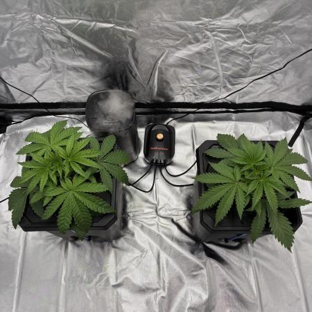 Rod grows