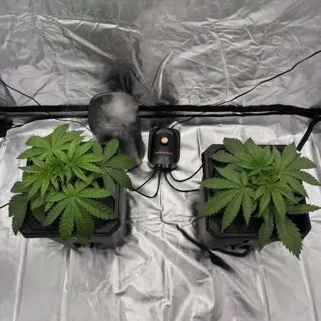 Rod grows