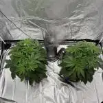 Rod grows