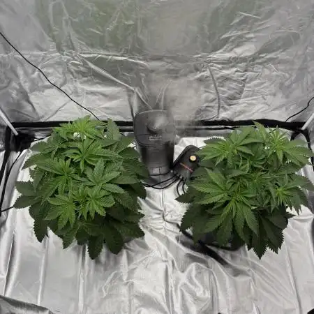 Rod grows