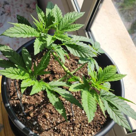 1st grow Sweet pure cbd