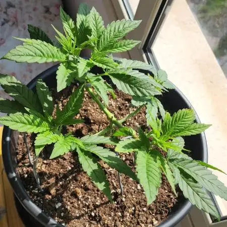 1st grow Sweet pure cbd
