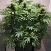 1st grow Sweet pure cbd