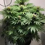 1st grow Sweet pure cbd