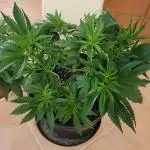 1st grow Sweet pure cbd