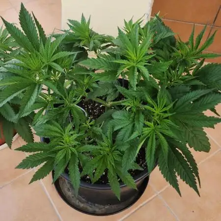 1st grow Sweet pure cbd