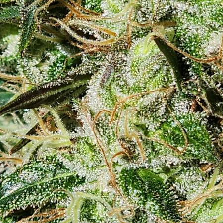 1st grow Sweet pure cbd