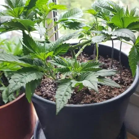 1st grow Sweet pure cbd