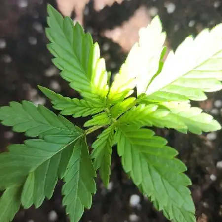 1st grow Sweet pure cbd