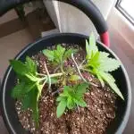 1st grow Sweet pure cbd