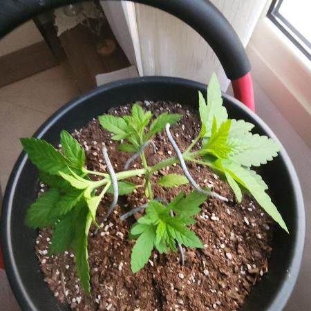1st grow Sweet pure cbd
