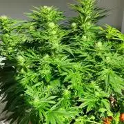 1st grow Sweet pure cbd