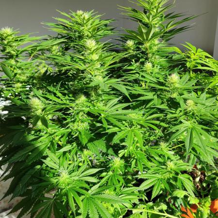 1st grow Sweet pure cbd