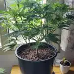 1st grow Sweet pure cbd