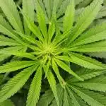 1st grow Sweet pure cbd