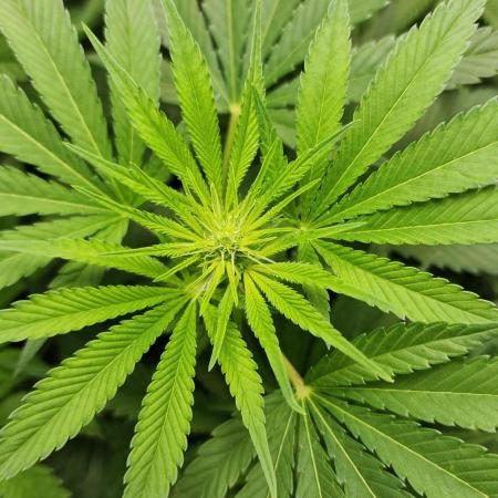 1st grow Sweet pure cbd