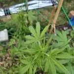 Late Summer Grow 2025